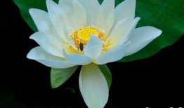 网红吃瓜搞笑头像,趣味横生的网络表情盛宴